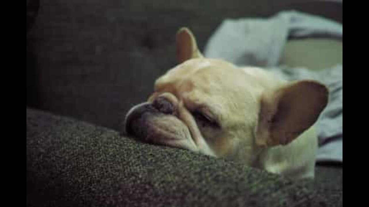 Buldogue francês reage freneticamente ao estalar de dedos