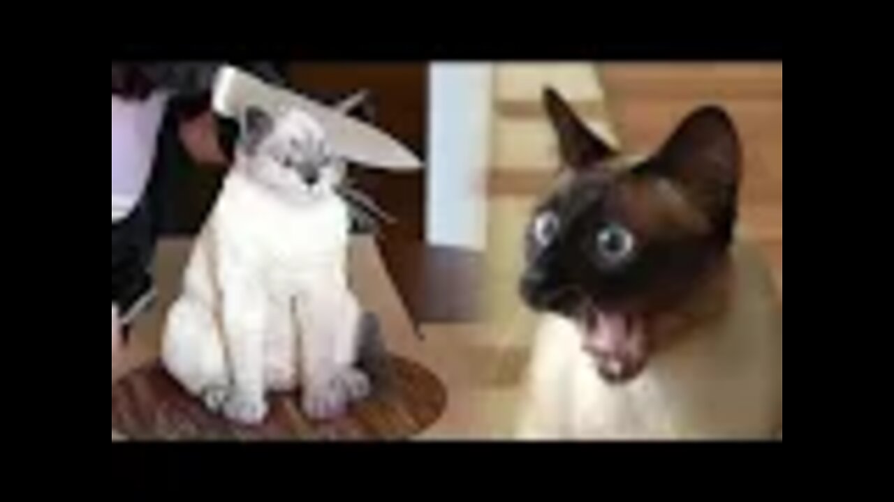 Funniest_Cat_And_Dogs_😂_Funny_Animal_Videos_2022