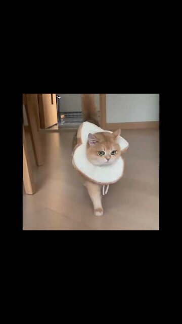 Baby Cats Cute and Funny Cat Videos Compilation scary