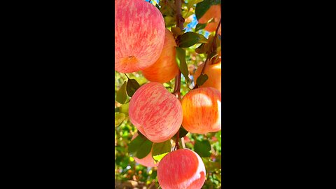 Fresh Fruit 🍏🍎🍊🍋🍌🍉🍇🍓🫐🍈🍒🍑🥭🍍🥥🥝🍅🍆🥑🥦🤮 #fyp #fruits #fruit #fresh #apple #banana