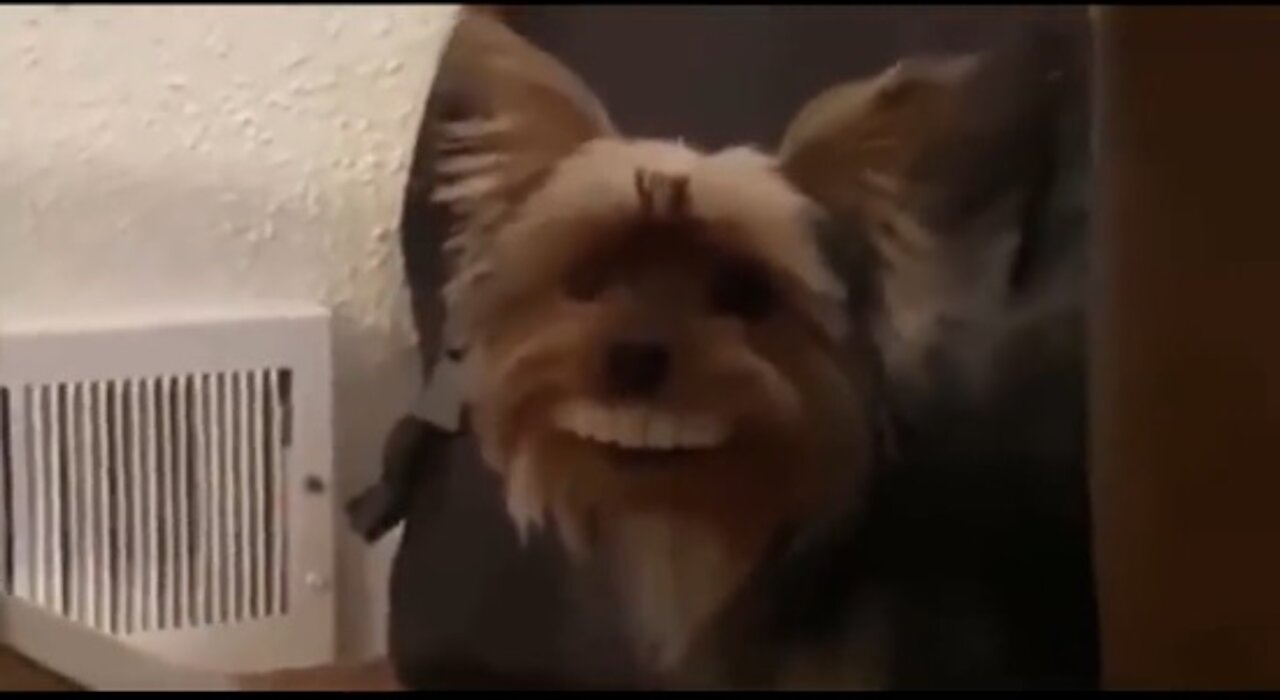 SMILES DOGS