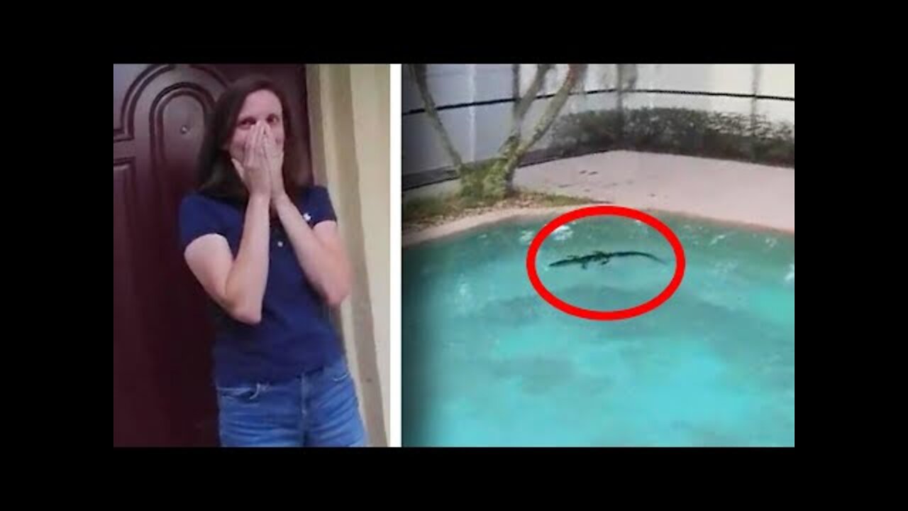 Woman Calls Sheriff on Alligator Swimming in Her Pool