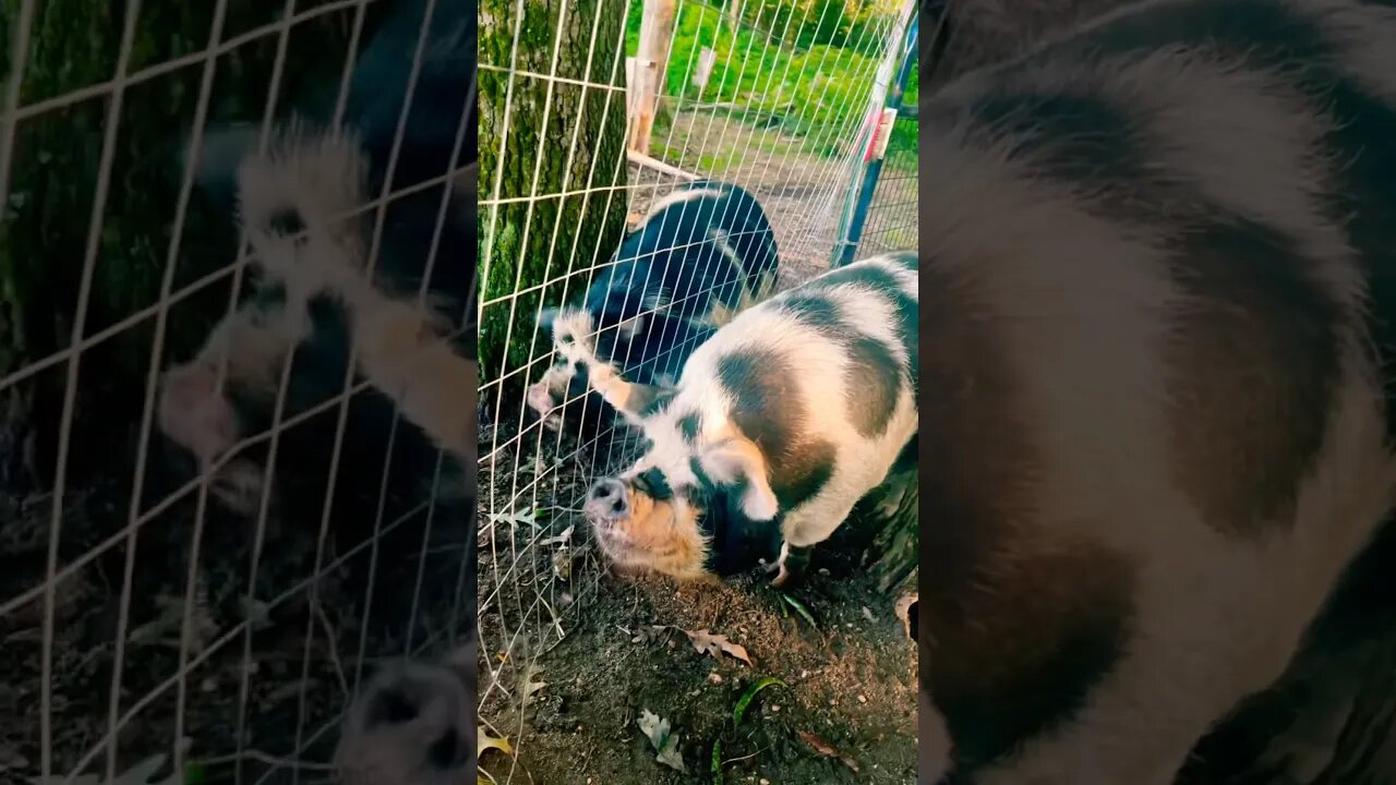 Life with Pigs #pigs #kunekune #farmanimals #homestead #foryou #fyp #farm