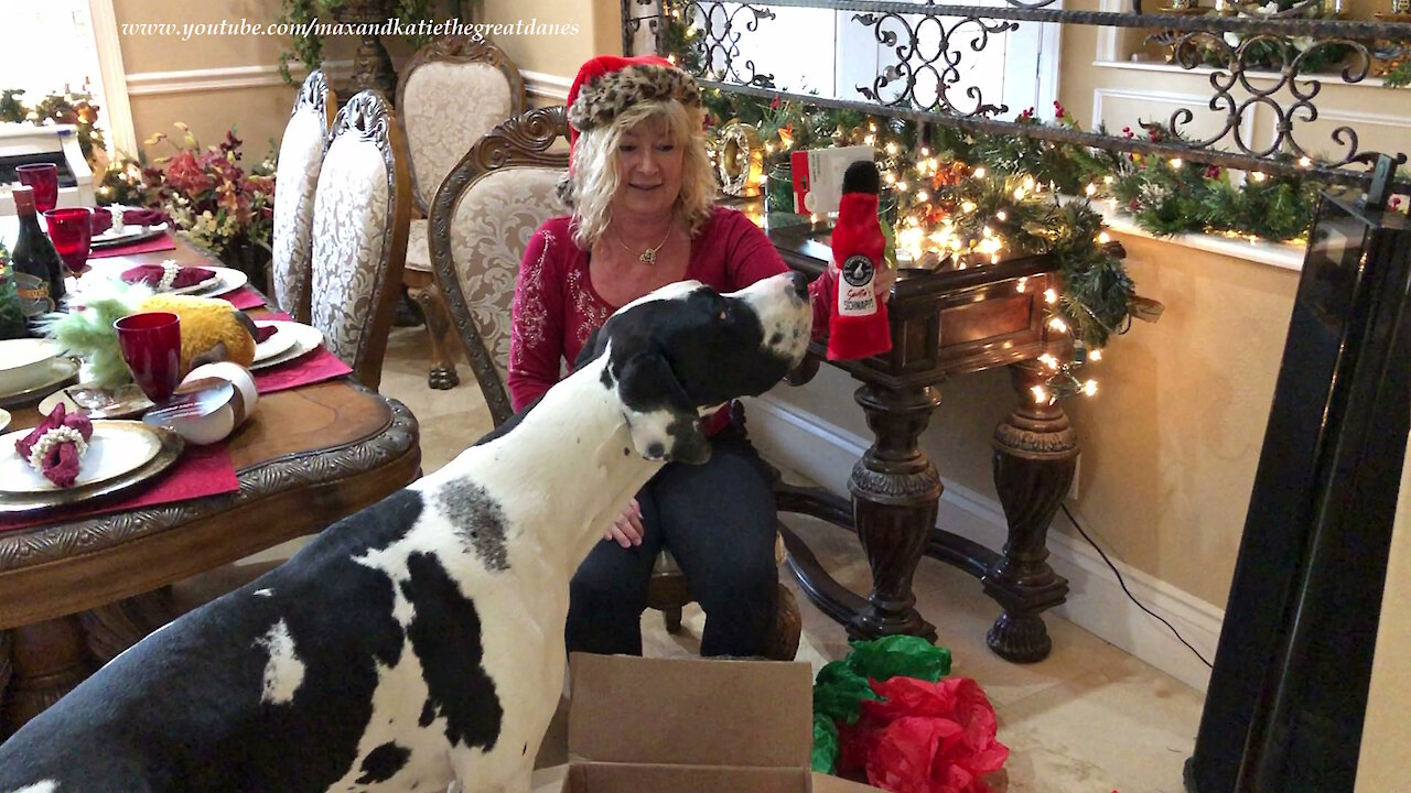 Great Danes Can't Wait To Open Box Of Gifts From Florida Fairy God Mother