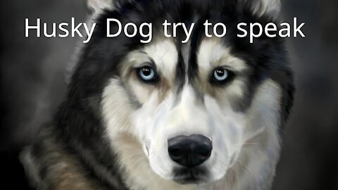 Husky-dog try to speak