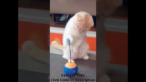 cute funny animal short videos 😍 🥰 #shorts