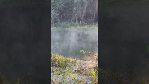 Névoa em um Parque de Brasília 🌬️🍃