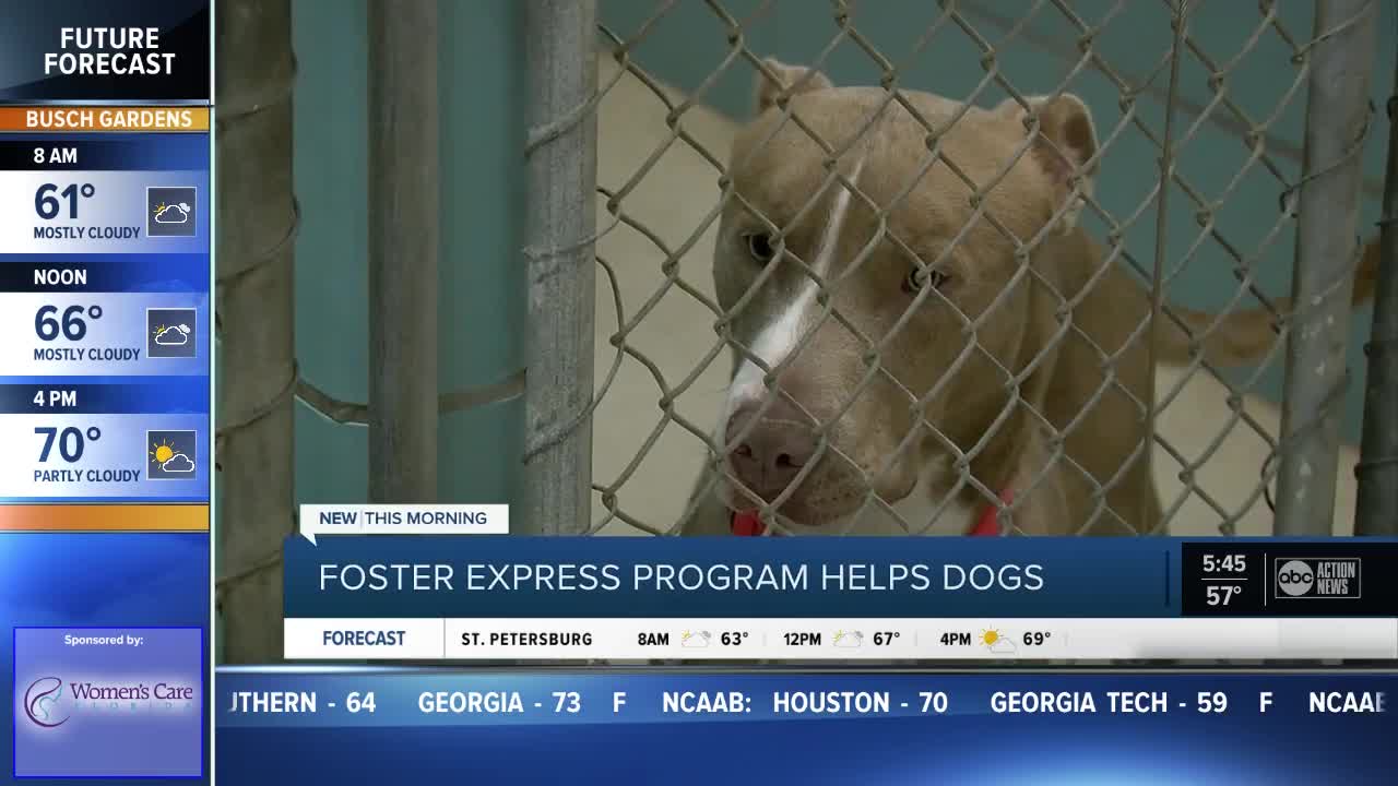 Foster Express Challenge in Tampa lets you 'rent' a dog