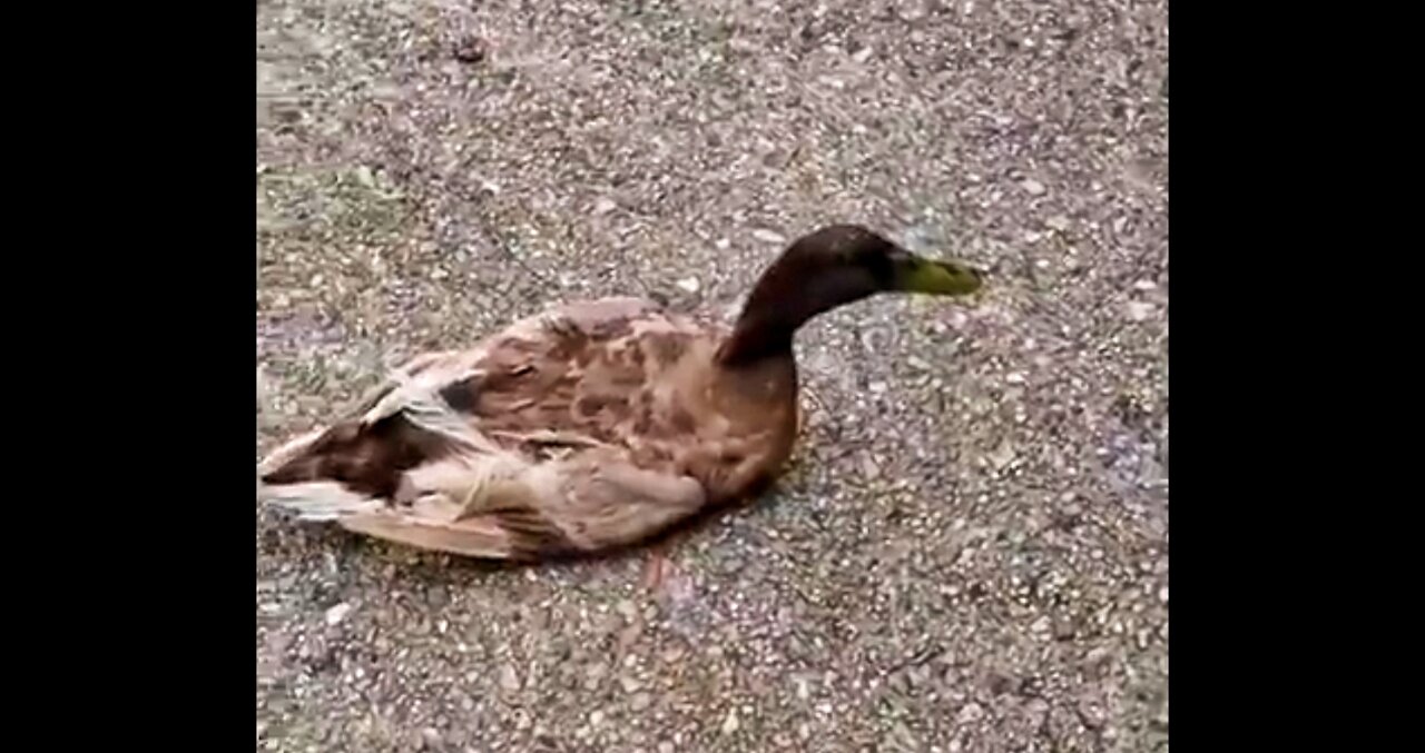 dog carrying a alive duck