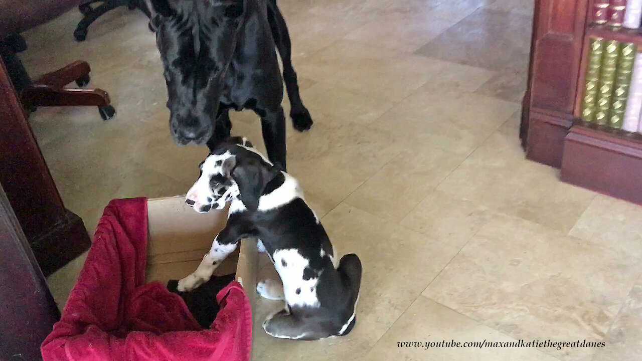 Black Great Dane Gently Plays With Funny 7 Week Old Harlequin Puppy