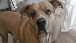 Denver7 Gives fund helps family reunite with ailing dog