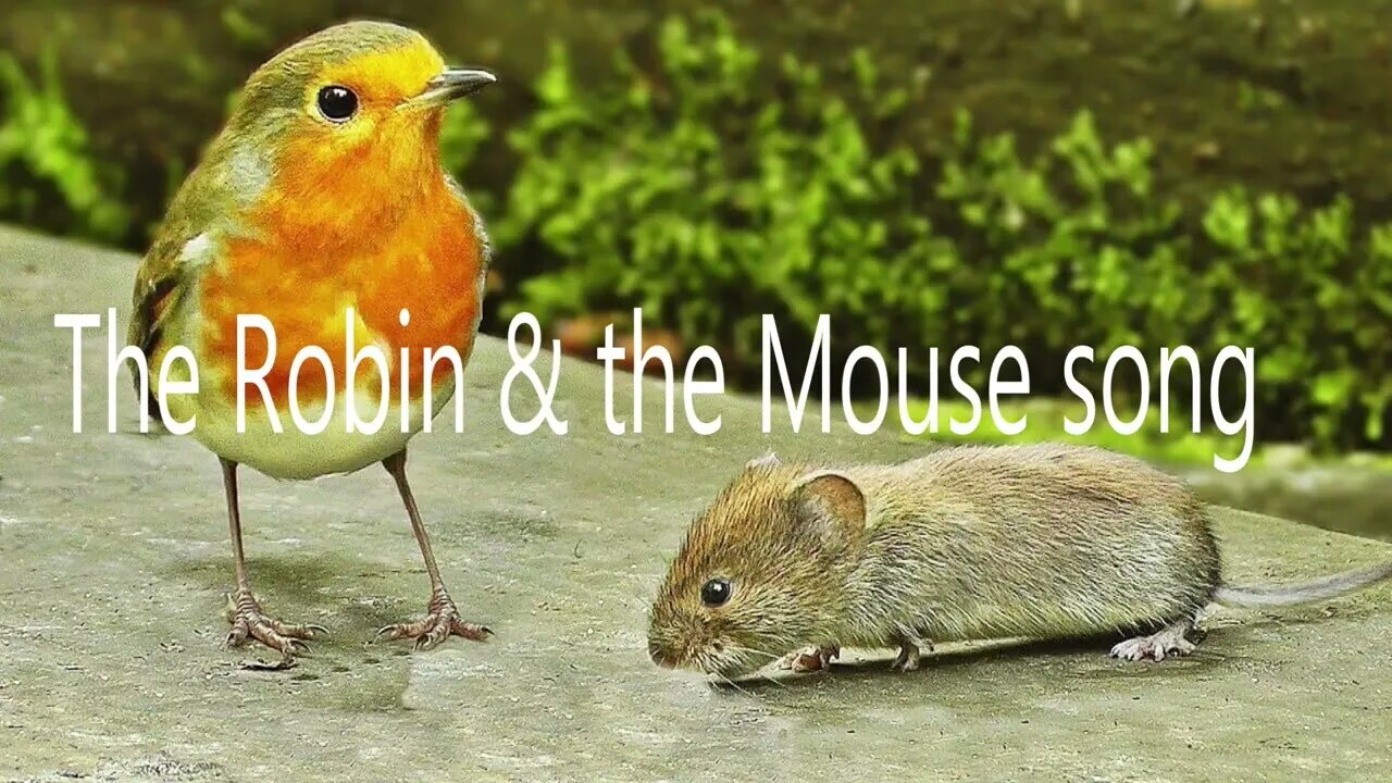 the Robin & the Mouse song - David B. Smith