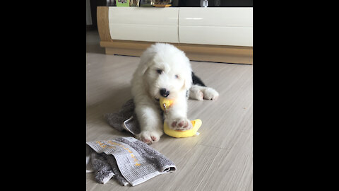 Old English Sheepdog Introducing.