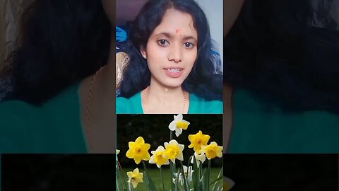 Nargis phool ko Sanskrit mein kya kahate Hain