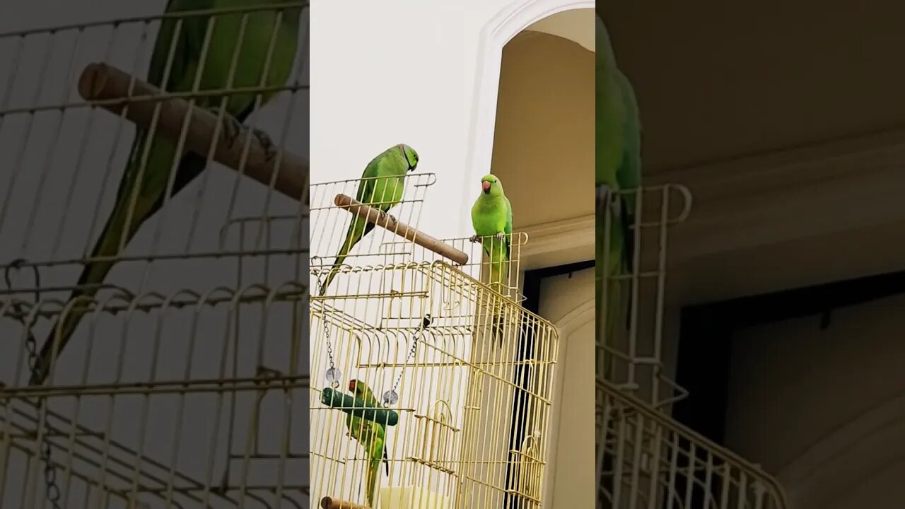 😆😆😆🤣🤣🤣😂😂 #parrot #viral #shorts