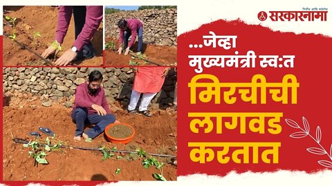 CM Eknath Shinde Satara Dare Village | मुख्यमंत्री दिसले शेतात राबताना, व्हिडीओ व्हायरल | Sarkarnama