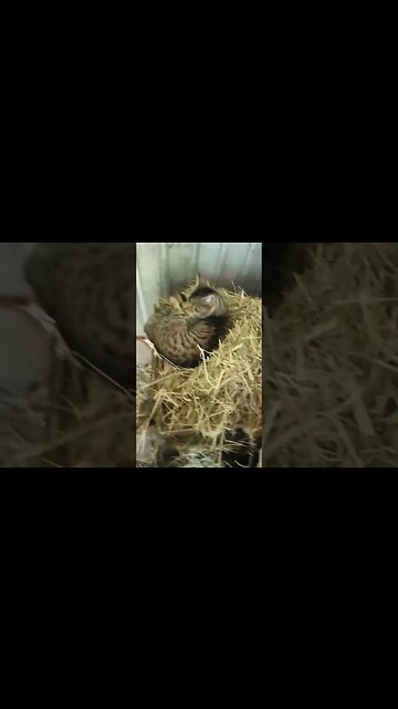 Skippy was fast asleep on the hay