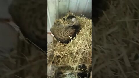 Skippy was fast asleep on the hay