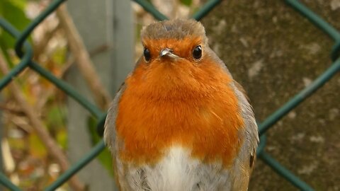 Beautiful Bird #short