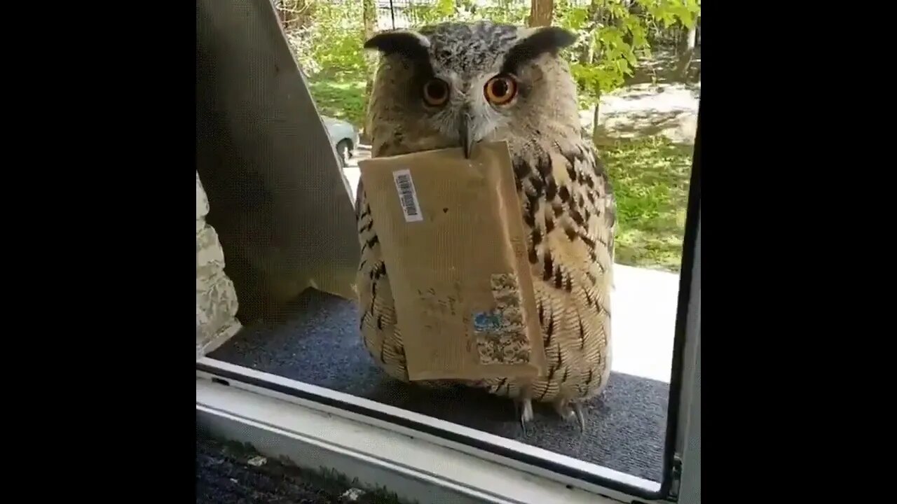 Hogwarts letter finally arrived