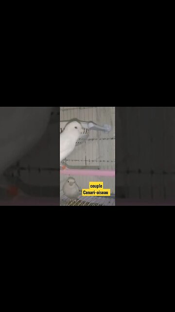 couple Canari-oiseau