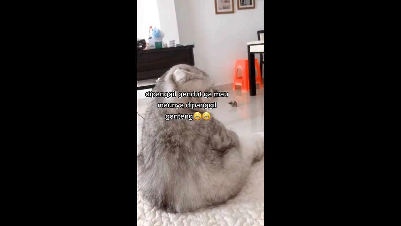 Cat Videos Cute Cats Funny #9