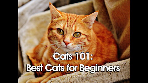 Best Cats for Beginners (CATS 101)