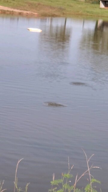 11.15.2020 Catfish Feeding