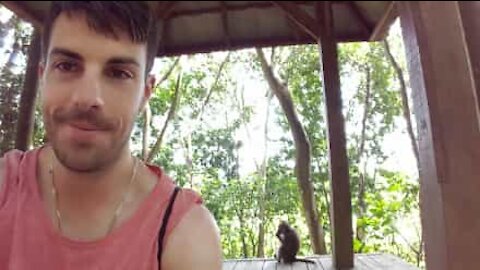 Ces singes gâchent la visite d'un touriste