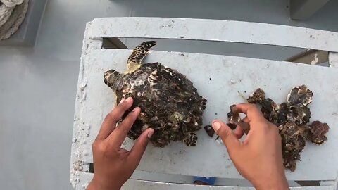 Rescue Sea Turtle Removing Barnacles From a Poor Sea Turtle | animals, Nature, turtles, ocean29 10