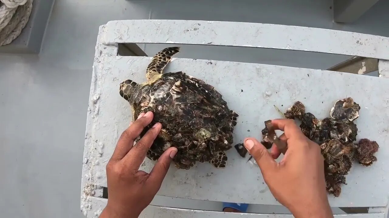 Rescue Sea Turtle Removing Barnacles From a Poor Sea Turtle | animals, Nature, turtles, ocean29 10