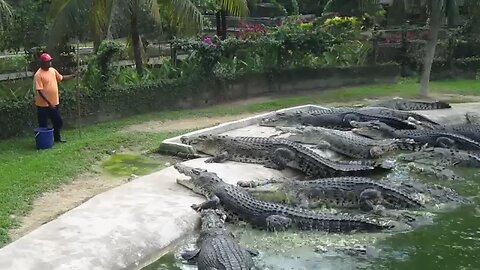 wow 😮 crocodile 🐊 funny video