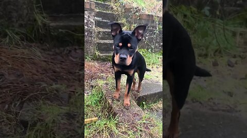 Cute Rottweiler goes for a walk #shorts #short #viral #trending #subscribe