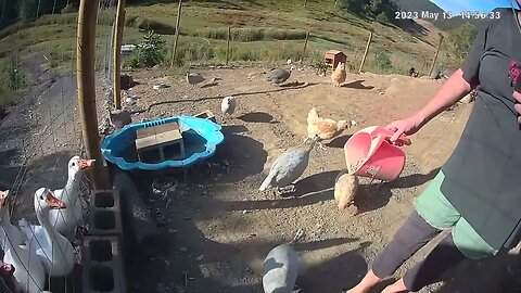 Farm surveillance cameras. Feeding the birds
