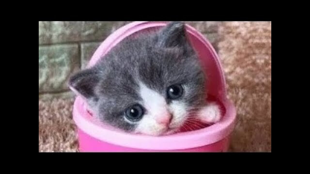 Watch this Video: Cute Pets And Funny Animals Compilation! (Try not to laugh)