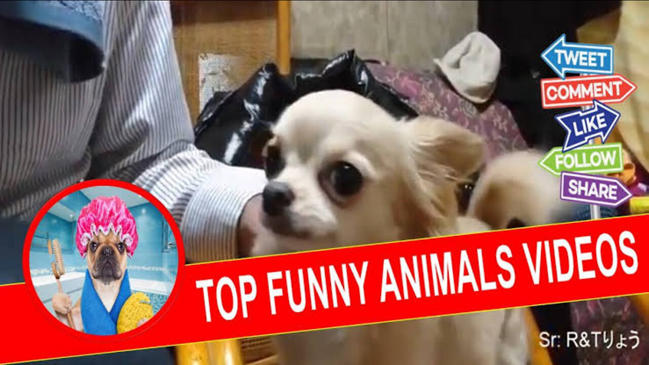 Animal hullulloo funny video🤣🤣