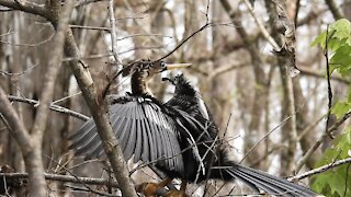 Cautious Anhinga Looks Around Nervously