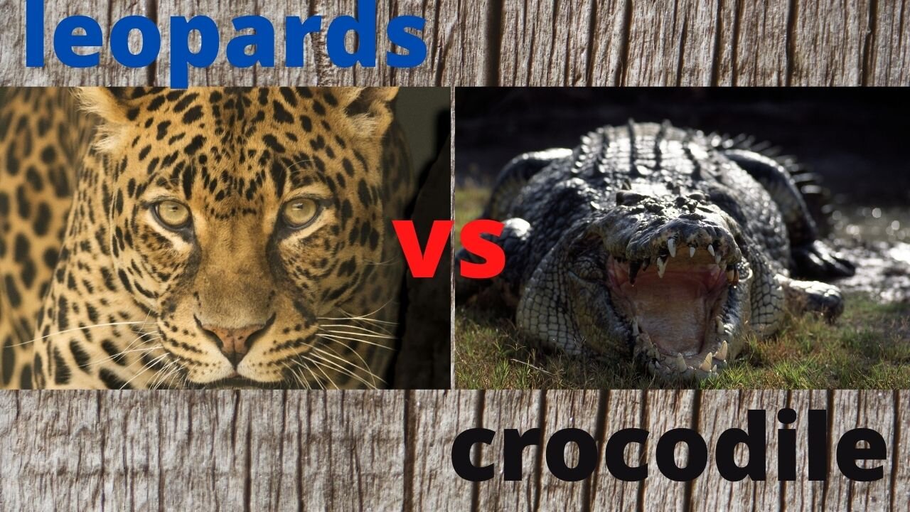 leopards vs crocodiles