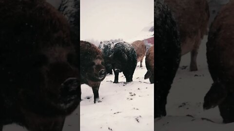 Epic Pigs in the snow #shorts