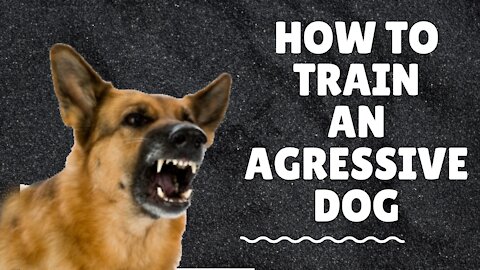 How to train an agressive dog