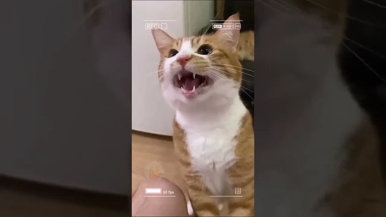cats funny beautiful cute cats #41