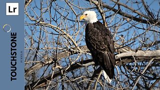 Wildlife Photography - Bald Eagle - Lightroom Tutorial