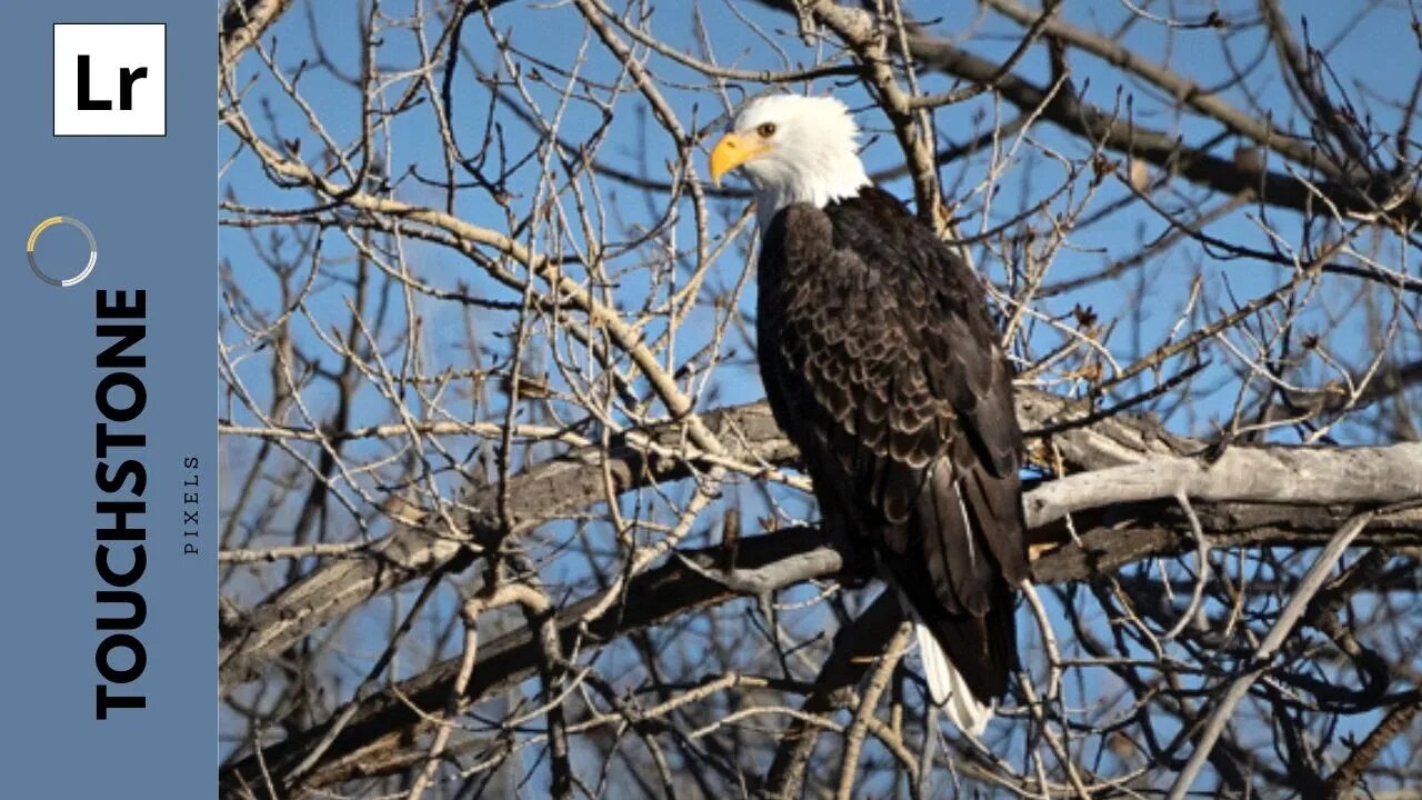 Wildlife Photography - Bald Eagle - Lightroom Tutorial