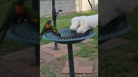 Backyard Wildlife