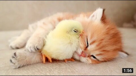 Kitten sleeps sweetly with the chicken ❤️