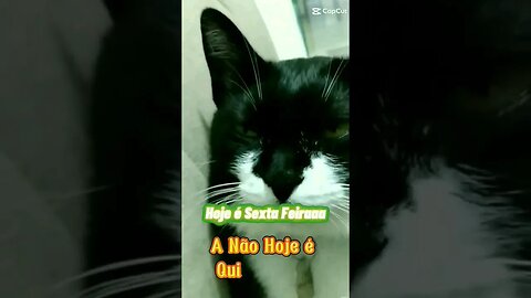 Gato Bartolomeu Tunico 😸