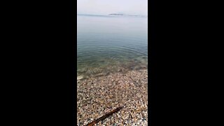 Many fish playing in lake Garda Mating season.