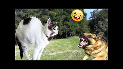 World Best Funniest🤣Cat vs animal vs Kid 🤼‍♂️ Entertainment Don't Try Laughing 🤣 2024 clips 🫡