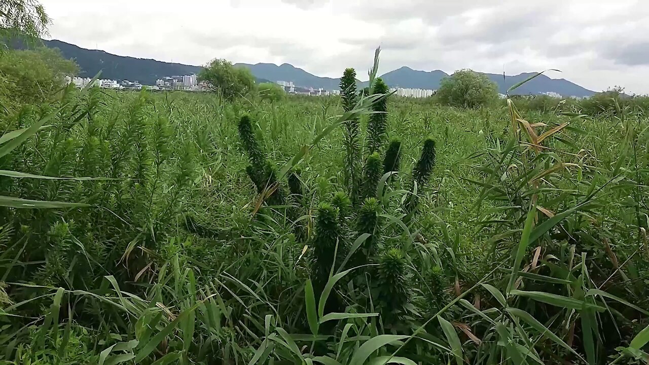 Looking at the evergreen forest.