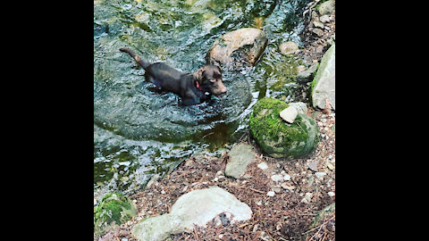 Nature's Calling- Episode 2 (Chip's dog cam Amethyst Brook Adventure)